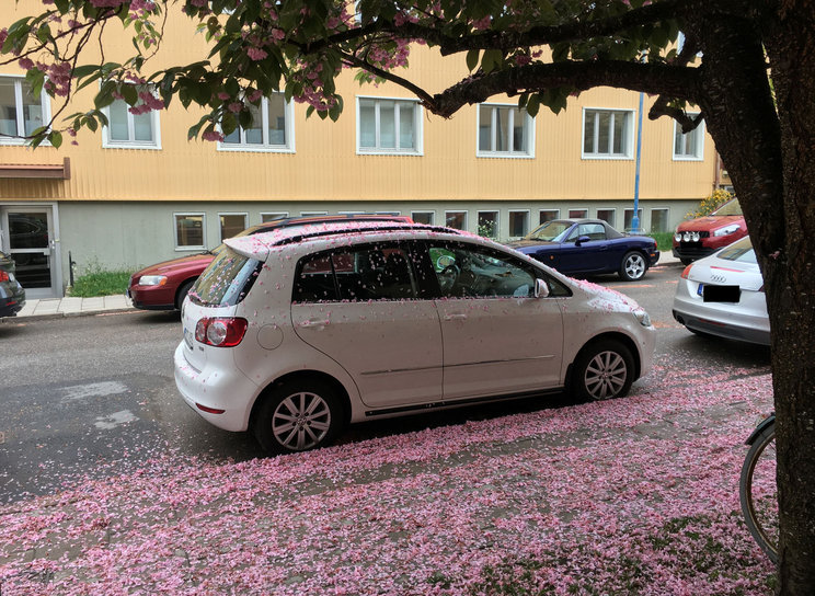 190525 Golf under träd.jpg